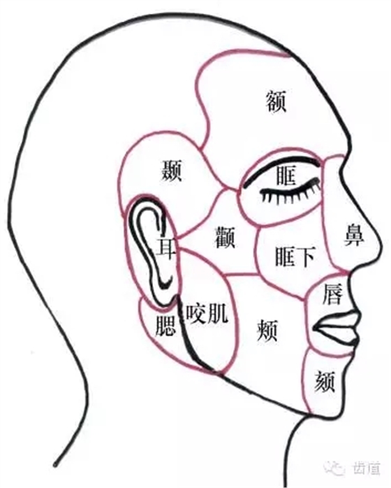 牙醫(yī)基礎(chǔ)知識：口腔頜面部應(yīng)用解剖生理