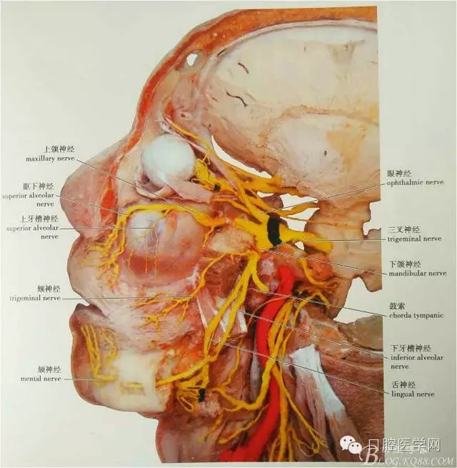 即使是老手也會失手的麻醉----下牙槽、舌、頰一次阻滯麻醉